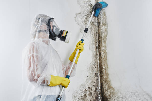 Best Mold Damage Repair  in Von Ormy, TX