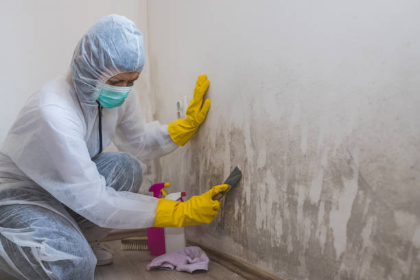 Trusted Von Ormy, TX Mold Removal Experts