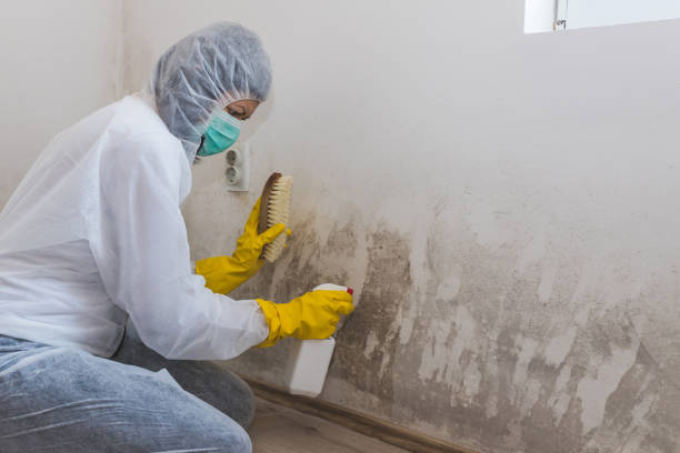 Best Mold Testing and Removal  in Von Ormy, TX