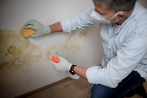 Best Fast Mold Removal  in Von Ormy, TX