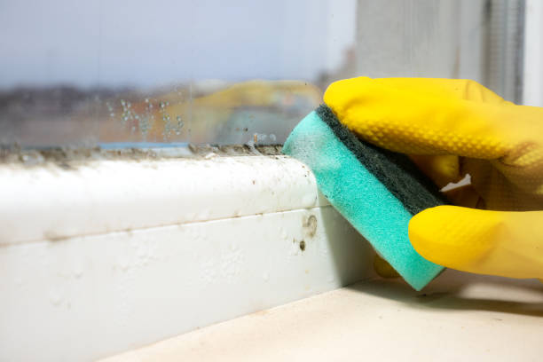 Best Residential Mold Removal  in Von Ormy, TX