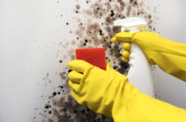 Best Toxic Mold Removal  in Von Ormy, TX