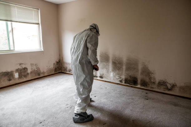 Best Attic Mold Removal  in Von Ormy, TX