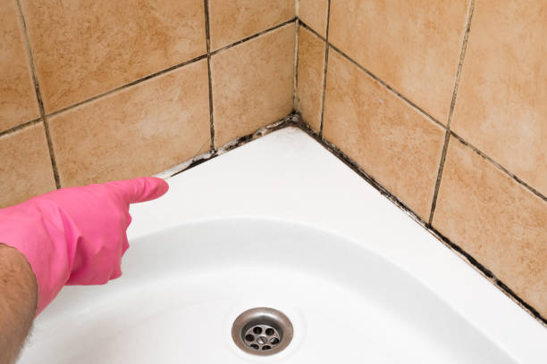 Best Commercial Mold Removal  in Von Ormy, TX