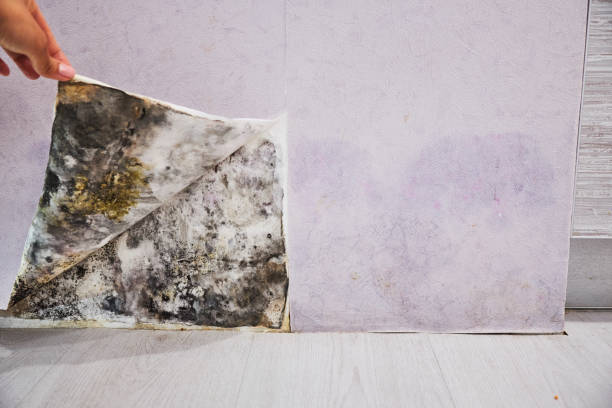 Best Emergency Mold Removal  in Von Ormy, TX
